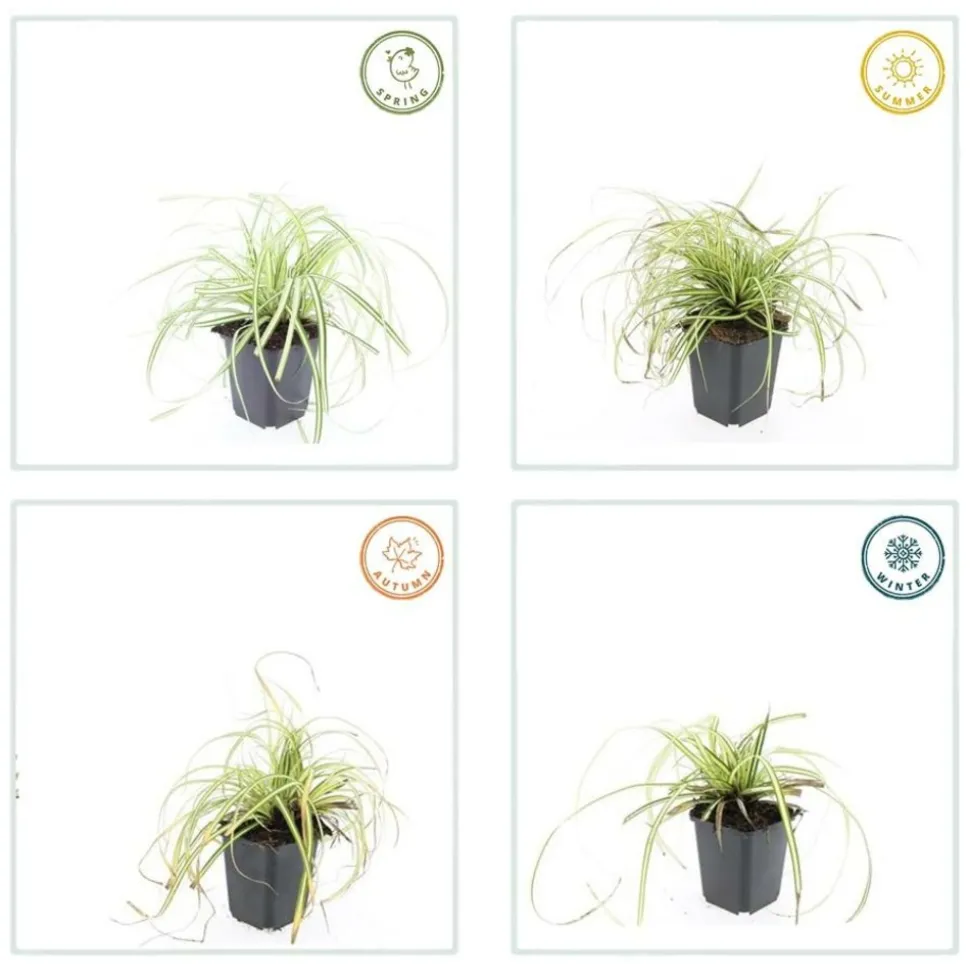 LA GREEN TOUCH - Carex laîche oshim. 'evergold' x60 – entre 3,75 et 5m2