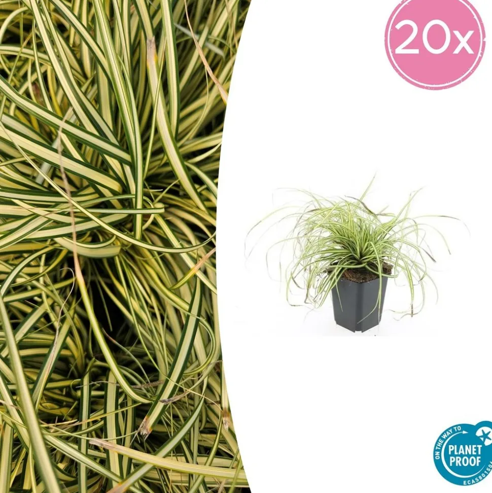 LA GREEN TOUCH - Carex laîche oshim. 'evergold' x60 – entre 3,75 et 5m2