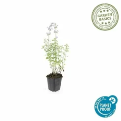 LA GREEN TOUCH - Cataire 'walker's low' x6 – entre 0,38 et 0,5m2