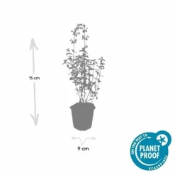 LA GREEN TOUCH - Cataire 'walker's low' x6 – entre 0,38 et 0,5m2