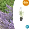 LA GREEN TOUCH - Cataire 'walker's low' x60 – entre 3,75 et 5m2