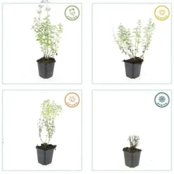LA GREEN TOUCH - Cataire 'walker's low' x60 – entre 3,75 et 5m2