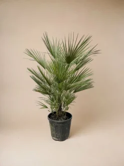 LA GREEN TOUCH - Chamaerops humilis struik 150cm - plante d'intérieur