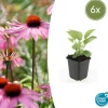 LA GREEN TOUCH - Échinacée 'magnus' x6 – entre 0,38 et 0,5m2