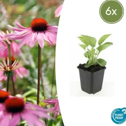 LA GREEN TOUCH - Échinacée 'magnus' x6 – entre 0,38 et 0,5m2