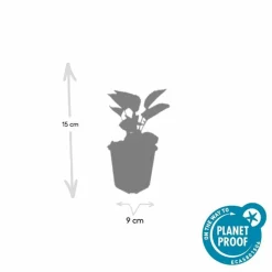 LA GREEN TOUCH - Échinacée 'magnus' x6 – entre 0,38 et 0,5m2