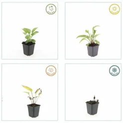 LA GREEN TOUCH - Échinacée 'magnus' x6 – entre 0,38 et 0,5m2