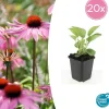 LA GREEN TOUCH - Échinacée 'magnus' x20 – entre 1,25 et 1,67m2