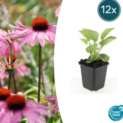 LA GREEN TOUCH - Échinacée 'magnus' x40 – entre 2,5 et 3,33m2