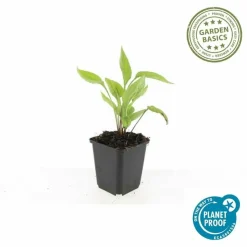 LA GREEN TOUCH - Échinacée 'white swan' x12 – entre 0,75 et 1m2