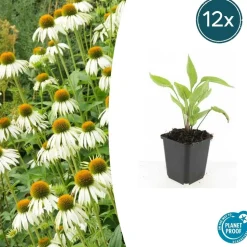 LA GREEN TOUCH - Échinacée 'white swan' x60 – entre 3,75 et 5m2