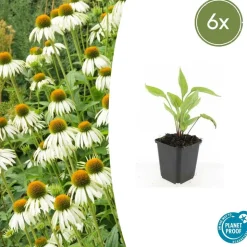 LA GREEN TOUCH - Échinacée 'white swan' x6 – entre 0,38 et 0,5m2