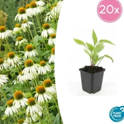 LA GREEN TOUCH - Échinacée 'white swan' x6 – entre 0,38 et 0,5m2
