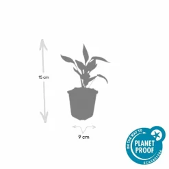 LA GREEN TOUCH - Échinacée 'white swan' x20 – entre 1,25 et 1,67m2