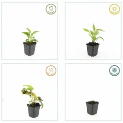 LA GREEN TOUCH - Échinacée 'white swan' x40 – entre 2,5 et 3,33m2