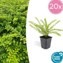 LA GREEN TOUCH - Chèvrefeuille arbustif 'maigrün' x40 – entre 2,5 et 3,33m2