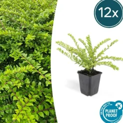 LA GREEN TOUCH - Chèvrefeuille arbustif 'maigrün' x6 – entre 0,38 et 0,5m2