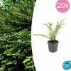 LA GREEN TOUCH - Chèvrefeuille à cupule 'purple pearl' x20 – entre 1,25 et 1,67m2