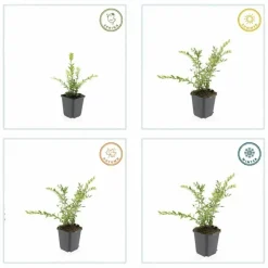 LA GREEN TOUCH - Chèvrefeuille à cupule 'purple pearl' x20 – entre 1,25 et 1,67m2