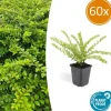 LA GREEN TOUCH - Chèvrefeuille arbustif 'maigrün' x60 – entre 3,75 et 5m2