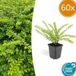 LA GREEN TOUCH - Chèvrefeuille arbustif 'maigrün' x60 – entre 3,75 et 5m2