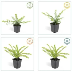 LA GREEN TOUCH - Chèvrefeuille arbustif 'maigrün' x60 – entre 3,75 et 5m2