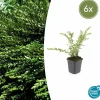 LA GREEN TOUCH - Chèvrefeuille à cupule x6 – entre 0,38 et 0,5m2