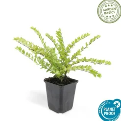 LA GREEN TOUCH - Chèvrefeuille arbustif 'maigrün' x20 – entre 1,25 et 1,67m2
