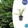 LA GREEN TOUCH - Chèvrefeuille à cupule x40 – entre 2,5 et 3,33m2