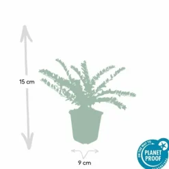 LA GREEN TOUCH - Chèvrefeuille arbustif 'maigrün' x12 – entre 0,75 et 1m2