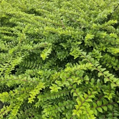 LA GREEN TOUCH - Chèvrefeuille arbustif 'maigrün' x12 – entre 0,75 et 1m2