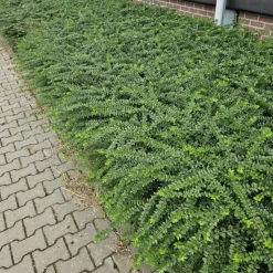 LA GREEN TOUCH - Chèvrefeuille arbustif 'maigrün' x12 – entre 0,75 et 1m2