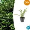 LA GREEN TOUCH - Chèvrefeuille à cupule 'purple pearl' x60 – entre 3,75 et 5m2
