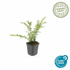 LA GREEN TOUCH - Chèvrefeuille à cupule 'purple pearl' x60 – entre 3,75 et 5m2