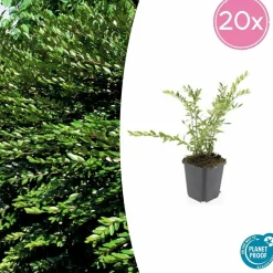 LA GREEN TOUCH - Chèvrefeuille à cupule 'purple pearl' x60 – entre 3,75 et 5m2
