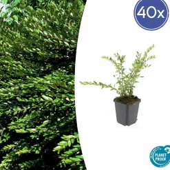 LA GREEN TOUCH - Chèvrefeuille à cupule 'purple pearl' x60 – entre 3,75 et 5m2