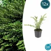 LA GREEN TOUCH - Chèvrefeuille à cupule x12 – entre 0,75 et 1m2