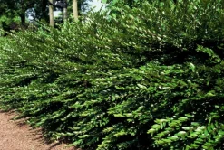 LA GREEN TOUCH - Chèvrefeuille à cupule x12 – entre 0,75 et 1m2