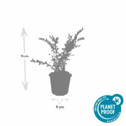 LA GREEN TOUCH - Chèvrefeuille à cupule x12 – entre 0,75 et 1m2