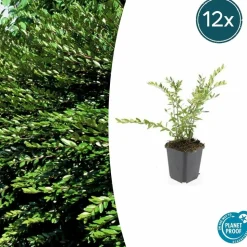 LA GREEN TOUCH - Chèvrefeuille à cupule x12 – entre 0,75 et 1m2