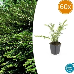 LA GREEN TOUCH - Chèvrefeuille à cupule x60 – entre 3,75 et 5m2