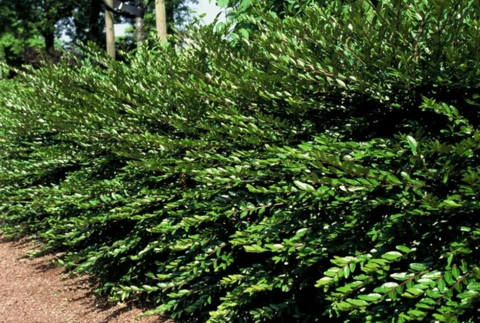 LA GREEN TOUCH - Chèvrefeuille à cupule x60 – entre 3,75 et 5m2