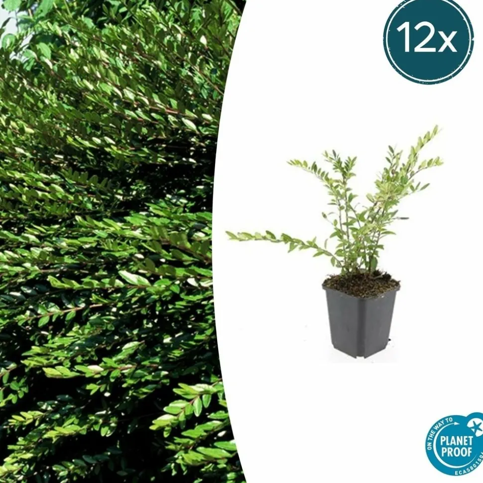LA GREEN TOUCH - Chèvrefeuille à cupule x60 – entre 3,75 et 5m2