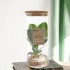 LA GREEN TOUCH - Clusia rosea princess en tube