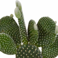 LA GREEN TOUCH - Coffret cactus et ses caches-pots blancs - lot de 3 plantes, h23cm