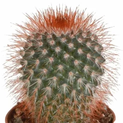 LA GREEN TOUCH - Coffret cactus - lot de 5 plantes, h13cm