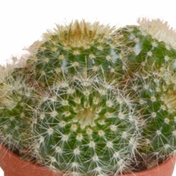 LA GREEN TOUCH - Coffret cactus - lot de 5 plantes, h13cm