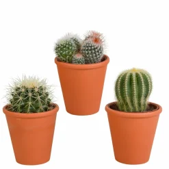 LA GREEN TOUCH - Coffret cadeau cactus et ses caches-pots terracotta - lot de 3 plantes, h16cm