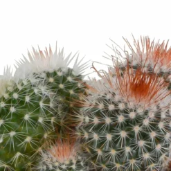 LA GREEN TOUCH - Coffret cadeau cactus et ses caches-pots terracotta - lot de 3 plantes, h16cm