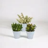 LA GREEN TOUCH - Coffret crassula et ses caches-pots blancs - lot de 3 plantes, h18cm